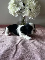 Shamus, a male Shih Tzu for sale in Mayslick, KY – Photo 5 of 6