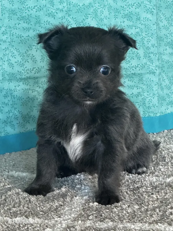 Chica – Chihuahua puppy for sale in Mayslick, KY
