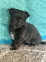 Chica, a female Chihuahua for sale in Mayslick, KY – Photo 1 of 9