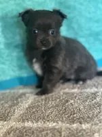 Chica, a female Chihuahua for sale in Mayslick, KY – Photo 3 of 9