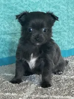 Chica, a female Chihuahua for sale in Mayslick, KY – Photo 7 of 9