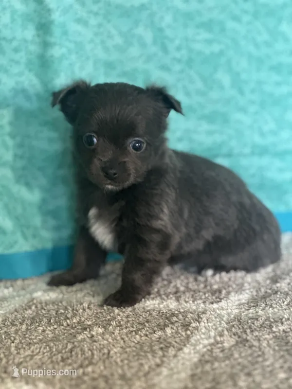 Chica – Chihuahua puppy for sale in Mayslick, KY