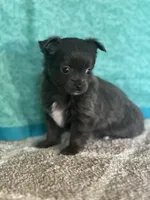 Chica, a female Chihuahua for sale in Mayslick, KY – Photo 9 of 9