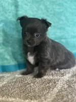 Chica, a female Chihuahua for sale in Mayslick, KY – Photo 2 of 9