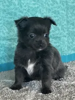 Chica, a female Chihuahua for sale in Mayslick, KY – Photo 8 of 9