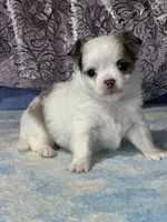 CKC Charlotte, a female Chihuahua for sale in Mayslick, KY – 1 of 9