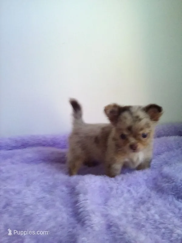 CKC Layla – Chihuahua puppy for sale in Mayslick, KY