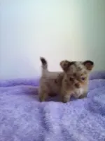 CKC Layla, a female Chihuahua for sale in Mayslick, KY – 5 of 10