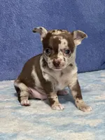 Cocoa, a female Chihuahua for sale in Mayslick, KY – 6 of 9