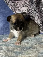 CKC Carmen, a female Chihuahua for sale in Mayslick, KY – 10 of 10