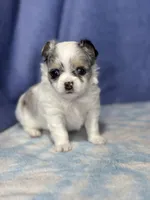 CKC Cloudy, a male Chihuahua for sale in Mayslick, KY – 9 of 10