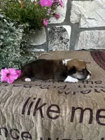 AKC Prince, a male Pembroke Welsh Corgi for sale in Mayslick, KY – 6 of 6