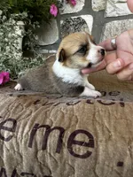 AKC Penelope, a female Pembroke Welsh Corgi for sale in Mayslick, KY – 7 of 7
