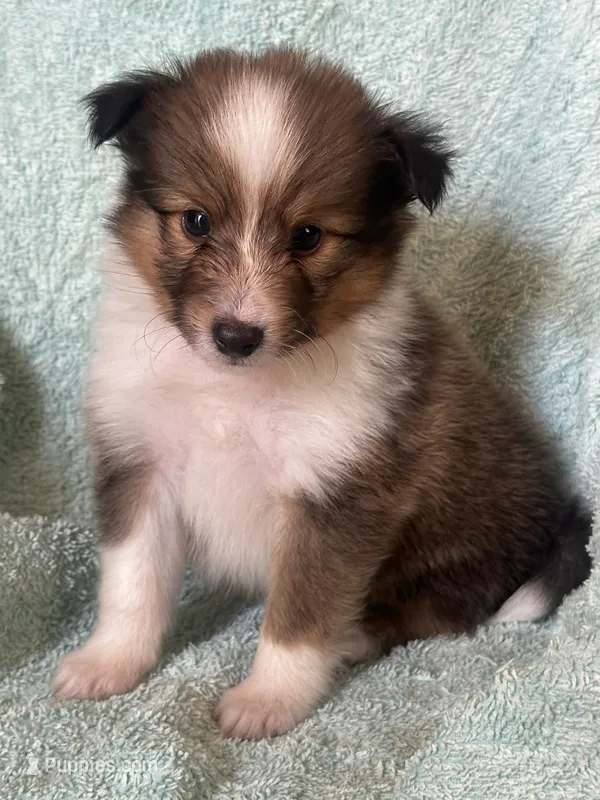 Shiloh – Shetland Sheepdog puppy for sale in Mayslick, KY