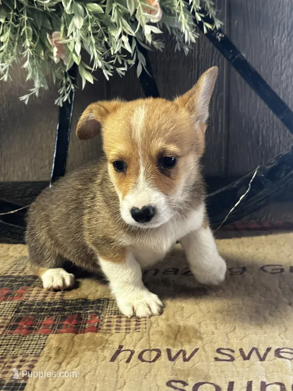 AKC Preston – Pembroke Welsh Corgi puppy for sale in Mayslick, KY