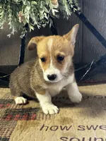AKC Preston, a male Pembroke Welsh Corgi for sale in Mayslick, KY – 2 of 9