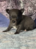 Calypso, a female Chihuahua for sale in Mayslick, KY – 2 of 5