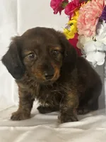 Dasher (long-haired), a male Miniature Dachshund for sale in Mayslick, KY – 6 of 10