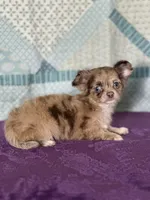 AKC Cassandra, a female Chihuahua for sale in Mayslick, KY – 8 of 10