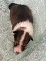 Shadow, a male Shetland Sheepdog for sale in Mayslick, KY – 5 of 5