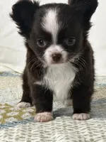 AKC Chenille, a female Chihuahua for sale in Mayslick, KY – 8 of 10