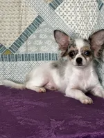 CKC Cloudy, a male Chihuahua for sale in Mayslick, KY – 3 of 10