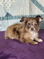 AKC Cassandra, a female Chihuahua for sale in Mayslick, KY – 5 of 10