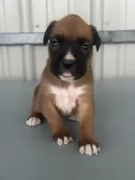 Brenda, a female Boxer for sale in Mayslick, KY – 4 of 7