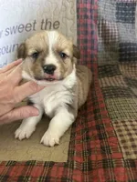 AKC Pumpkin, a male Pembroke Welsh Corgi for sale in Mayslick, KY – Photo 5 of 8