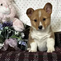 AKC Pumpkin, a male Pembroke Welsh Corgi for sale in Mayslick, KY – Photo 5 of 9