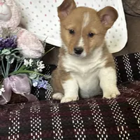 AKC Pumpkin, a male Pembroke Welsh Corgi for sale in Mayslick, KY – Photo 3 of 9