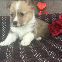 AKC Pumpkin, a male Pembroke Welsh Corgi for sale in Mayslick, KY – Photo 8 of 9