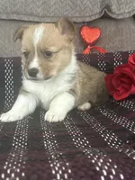 AKC Pumpkin, a male Pembroke Welsh Corgi for sale in Mayslick, KY – Photo 2 of 8