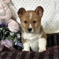 AKC Pumpkin, a male Pembroke Welsh Corgi for sale in Mayslick, KY – Photo 2 of 9