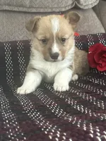 AKC Pumpkin, a male Pembroke Welsh Corgi for sale in Mayslick, KY – Photo 4 of 8