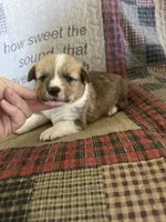 AKC Pumpkin, a male Pembroke Welsh Corgi for sale in Mayslick, KY – Photo 6 of 8