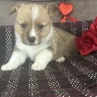 AKC Pumpkin, a male Pembroke Welsh Corgi for sale in Mayslick, KY – Photo 9 of 9