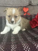 AKC Pumpkin, a male Pembroke Welsh Corgi for sale in Mayslick, KY – Photo 3 of 8