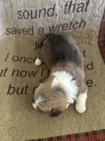 AKC Pumpkin, a male Pembroke Welsh Corgi for sale in Mayslick, KY – Photo 8 of 8