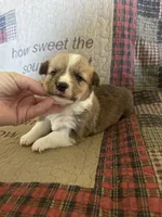 AKC Pumpkin, a male Pembroke Welsh Corgi for sale in Mayslick, KY – Photo 7 of 8