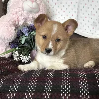 AKC Pumpkin, a male Pembroke Welsh Corgi for sale in Mayslick, KY – Photo 4 of 9