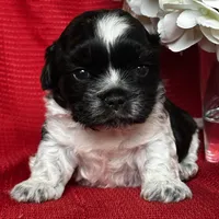 Shade, a male Shih Tzu for sale in Mayslick, KY – Photo 8 of 9