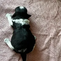 Shade, a male Shih Tzu for sale in Mayslick, KY – Photo 5 of 9