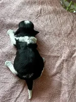 Shade, a female Shih Tzu for sale in Mayslick, KY – Photo 6 of 6