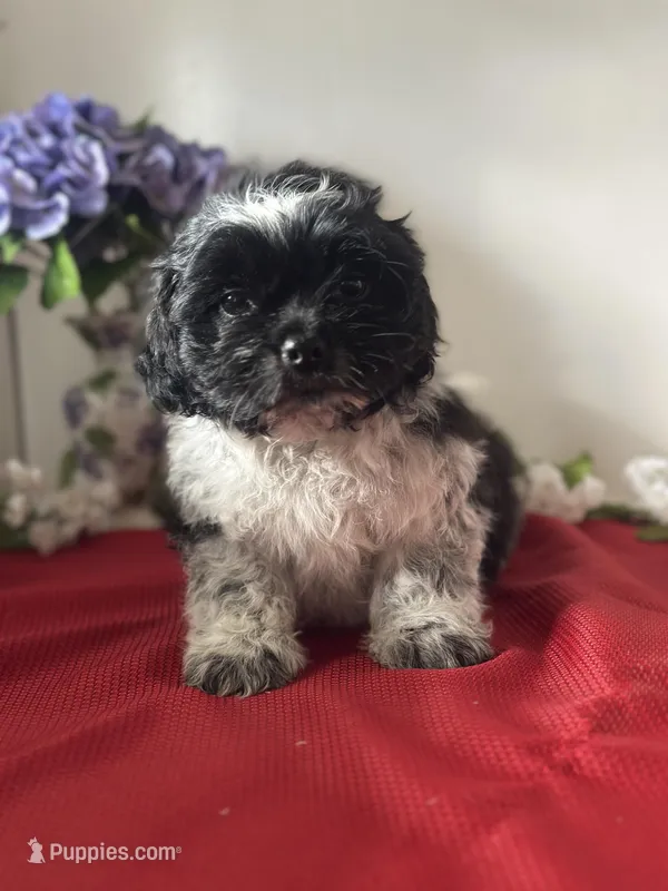 Shade – Shih Tzu puppy for sale in Mayslick, KY