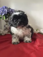 Shade, a male Shih Tzu for sale in Mayslick, KY – Photo 1 of 9