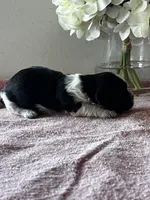 Shade, a female Shih Tzu for sale in Mayslick, KY – Photo 3 of 6