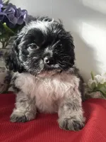 Shade, a male Shih Tzu for sale in Mayslick, KY – Photo 4 of 9