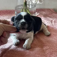 Shade, a male Shih Tzu for sale in Mayslick, KY – Photo 9 of 9