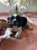 Shade, a female Shih Tzu for sale in Mayslick, KY – Photo 1 of 6